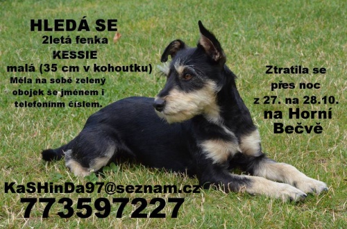 Ztratila se k��enka KESSIE - Zl�nsk� kraj