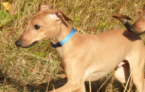 Hled� se �t�n� italsk�ho chrt�ka