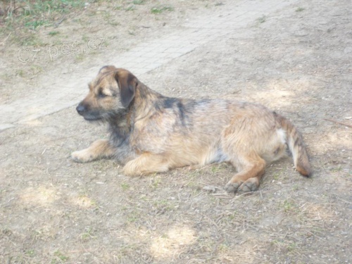 k��enec border teri�ra