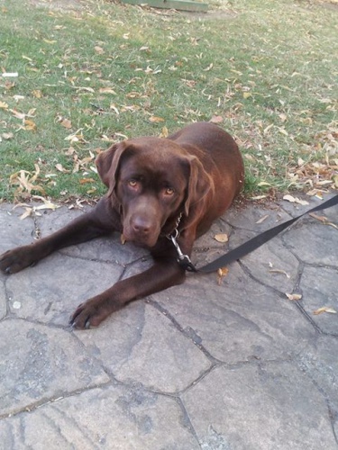 Hled� se hn�d� labrador