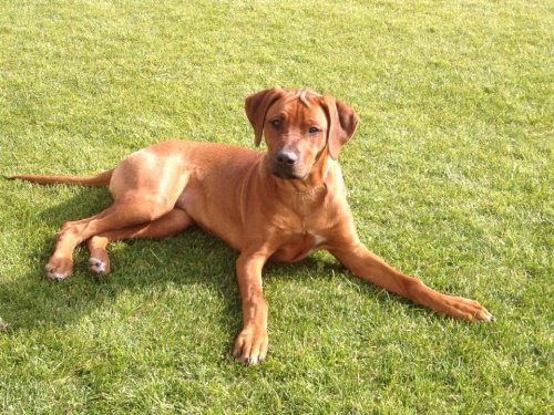 Ztracen� �t�n� ridgebacka