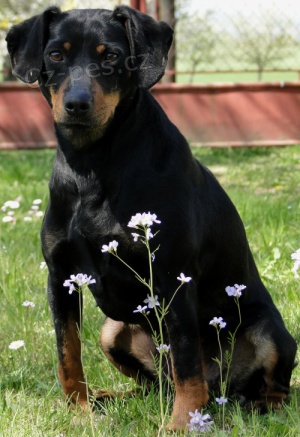 Hled�me �apinku !!!