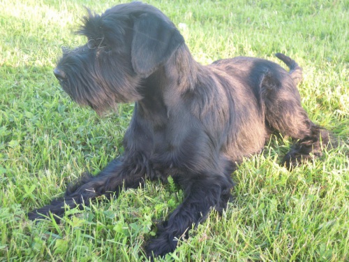 Ztrata : 2 kn�ra�i  st�edn� �ern�