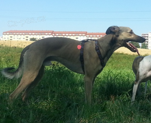 St�le ho hled�me