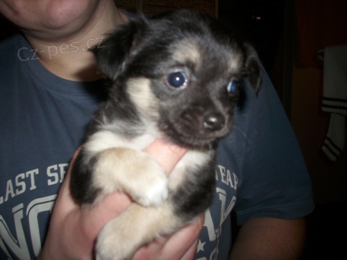 PROS�M POMOZTE,DNE 31,12,2013,SE N�M ZTRATIL V JIND�ICHOV� U CHEBU PEJSEK,�IVAVA DLOUHOSRST�,SLY�� NA JM�NO MONTY,ODM�NA JE 5000K�,PROS�M JAK�KOLIV INFO NA 605724588,NEBO NA B.R.I.CH.T.E.R.O.V.A@SEZNAM.CZ