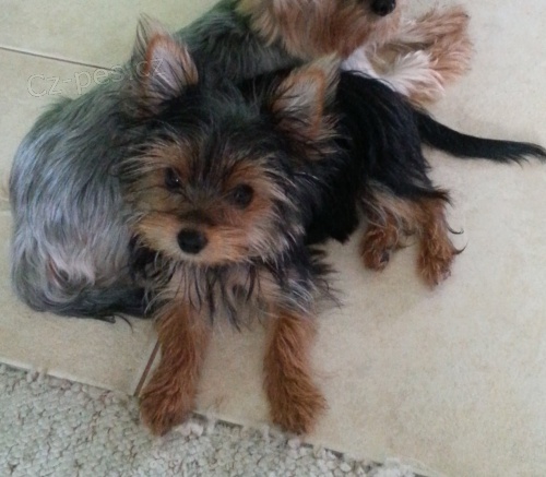 �T�N� YORK��RA