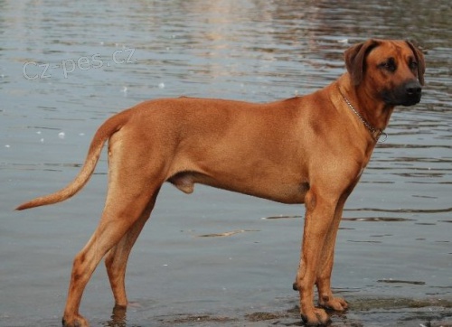 Ztratil se rhod�sk� ridgeback!