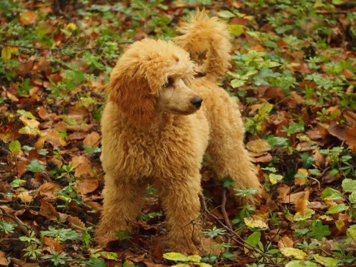 Ztracen� 7 m�s��n� fenka pudla - Rudn� u Prahy