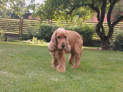 Pros�m o pomoc p�i hled�n�