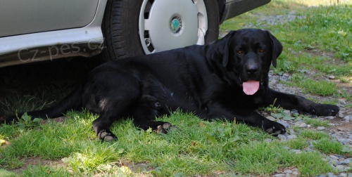 Ztratil se �ern� labrador