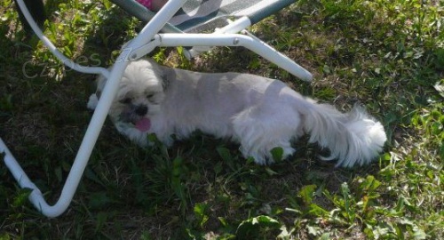 Ztratil se b�ov� shih-tzu