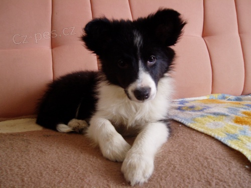 Zatoulan� �t�n�