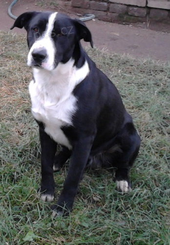 Ztratil se �ern� k��enec bulteriera a labradora