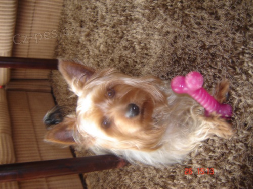 hled� se ps� kluk Gino