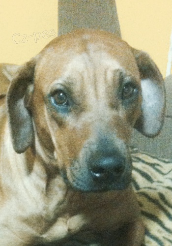 Ztratila se Kejty-Rhod�sk� Ridgeback 