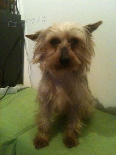 Ztratila se n�m fene�ka York��ra - OKRES N�CHOD