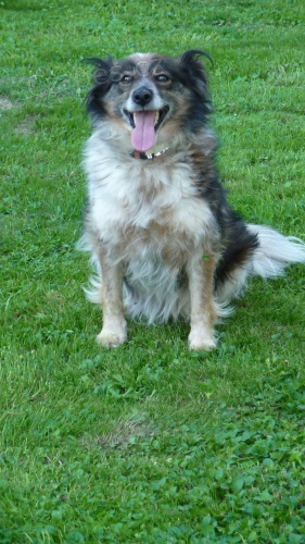 Ztratil se k��enec 