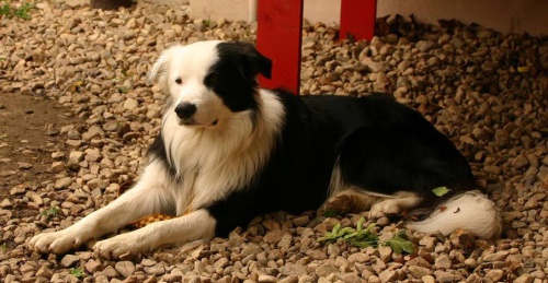 Ztracen� border kolie v okol� Bohum�na