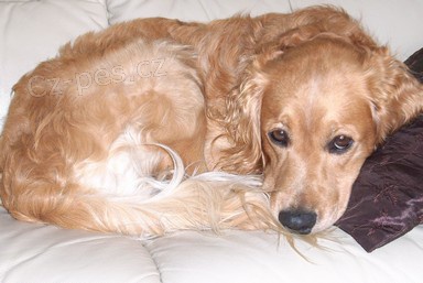 Pomozte, hled�m psa