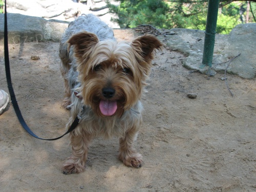 Hled� se Jork��r