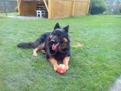 Hled�m chodsk�ho psa