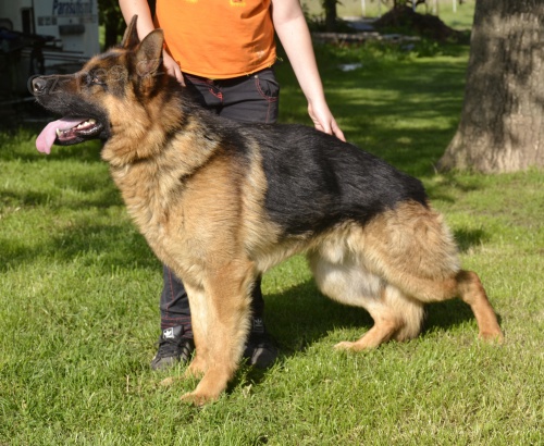 Ztratil se 3let� n�meck� ov��k Bond