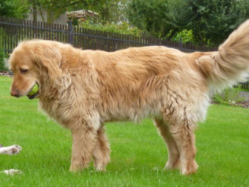 Hled� se fena hovawarta