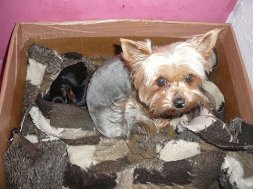 ztraceno v Ostrav�