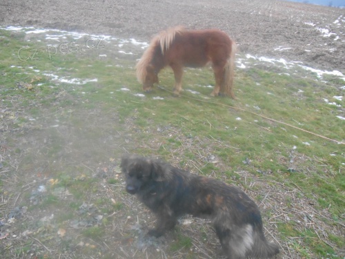 Ztratili se dv� fenky