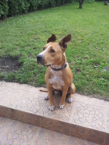 Ztratila se fena Pros�m o pomoc p�i jej�m hled�n�