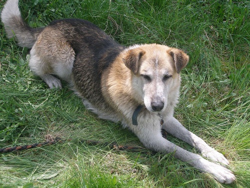 Ztratil se pes Thorp d�ky za info