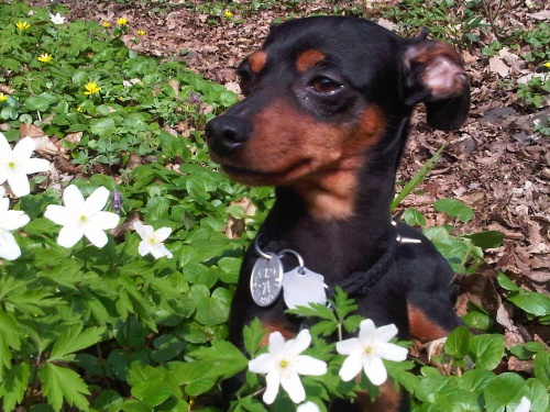 trpasli�� pin�