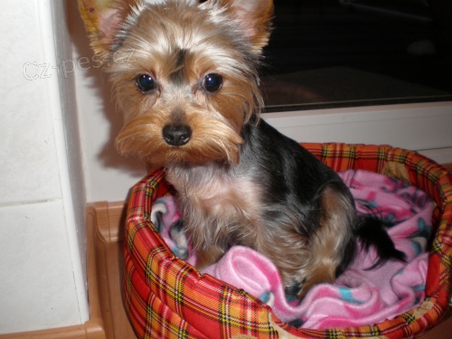 Ztratil se york��r v Porub�