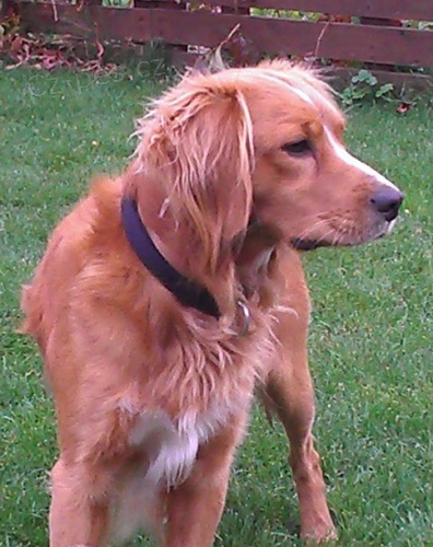 ZTRATIL SE REZAV� MARLIK