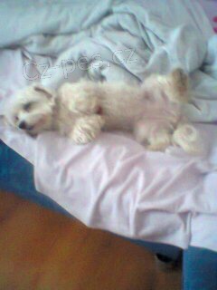 ZTRATIL SE MALT�Z��EK FENKA