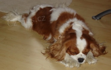 Hled� se pes King Charles �pan�l