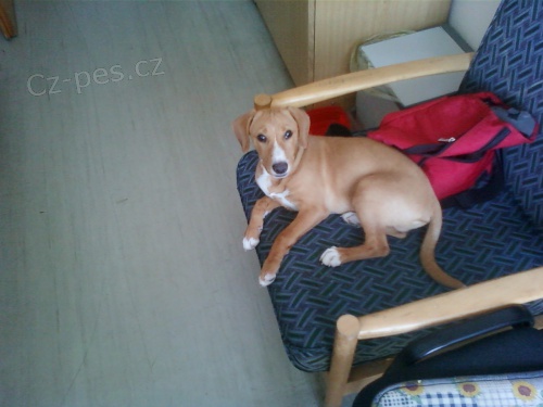 Ztratil se pes, �d�nice okres Kol�n