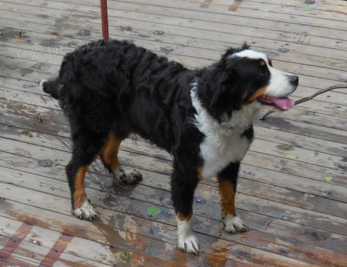 Bernsk� sala�nick� pes - fena