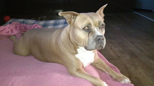 HLED� SE FENA AMERICK�HO STAFORD��RSK�HO TERI�RA