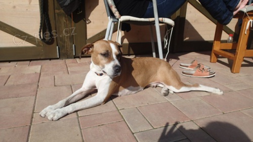 Ztratila se fenka k��ence staford - pitbul (Liberec)