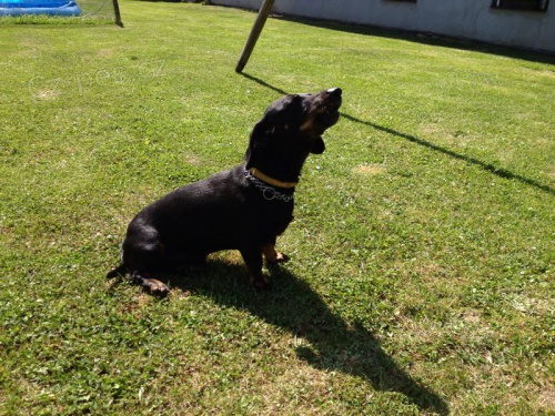 Ztracen� jezev��k !!