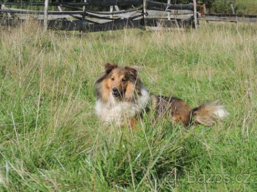 Ztratila se �eltie - Trojanovice