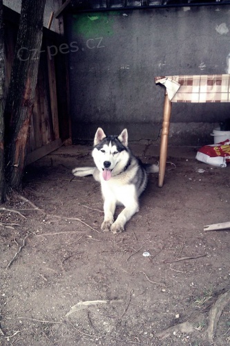 Ztracen� Sibi�sk� Husky