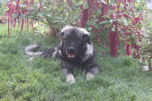 ZTRATIL SE �ARPLANINEC