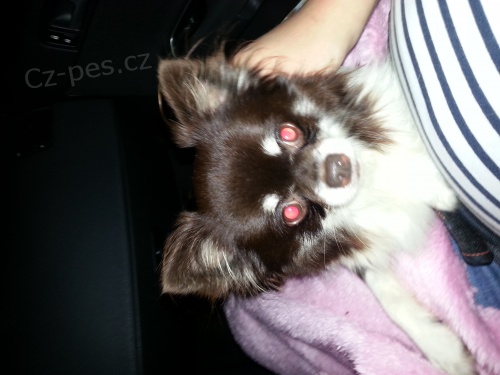 Ztratil se �iko hn�do b�la �ivava