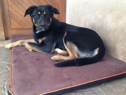 Ztratil se k��enec v Praze P�snici