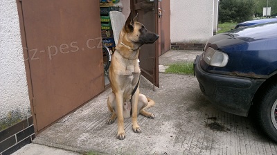 Ztratil se Belgick� Ov��k-Malinois