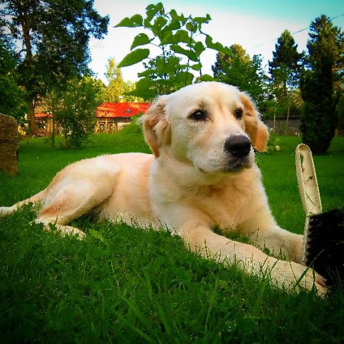 Ztratilo se �t�n� zlat�ho retr�vra