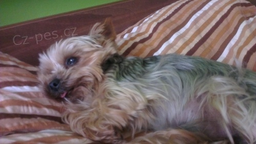 Ztratil se jork��r