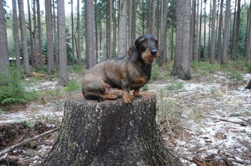 Hled� se fenka jezev��ka